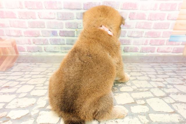 北海道の柴犬(標準サイズ) (Coo&RIKU室蘭店/2025年8月4日生まれ/女の子/赤)の子犬の4枚目の画像