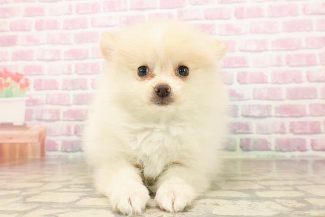 北海道のポメラニアン (Coo&RIKU北見店/2025年8月3日生まれ/男の子/クリーム)の子犬