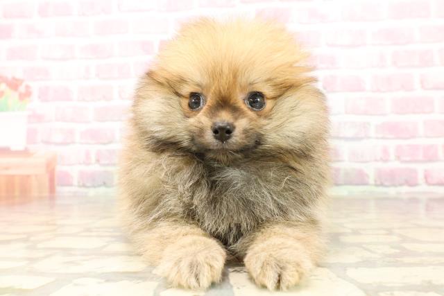 北海道のポメラニアン (Coo&RIKU旭川店/2025年8月3日生まれ/男の子/オレンジ)の子犬