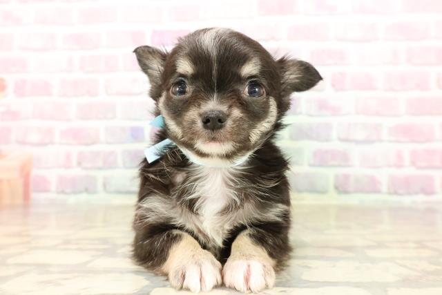 北海道のチワワ(ロング) (Coo&RIKU旭川店/2025年8月4日生まれ/男の子/ブラックタンホワイト)の子犬