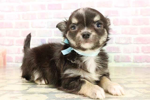 北海道のチワワ(ロング) (Coo&RIKU旭川店/2025年8月4日生まれ/男の子/ブラックタンホワイト)の子犬の3枚目の画像