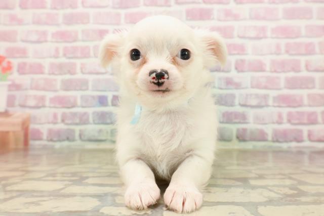 北海道のチワワ(ロング) (Coo&RIKU釧路店/2025年8月4日生まれ/男の子/ホワイト)の子犬