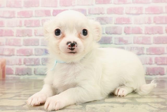 北海道のチワワ(ロング) (Coo&RIKU釧路店/2025年8月4日生まれ/男の子/ホワイト)の子犬の2枚目の画像