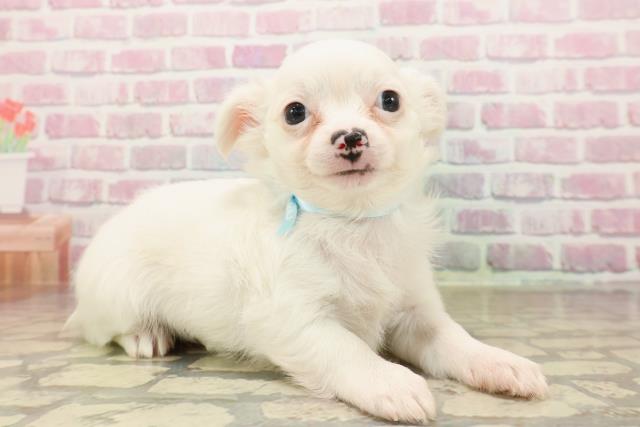 北海道のチワワ(ロング) (Coo&RIKU釧路店/2025年8月4日生まれ/男の子/ホワイト)の子犬の3枚目の画像