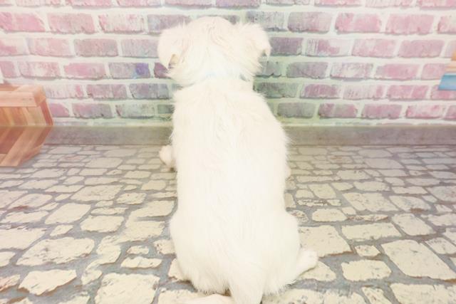 北海道のチワワ(ロング) (Coo&RIKU釧路店/2025年8月4日生まれ/男の子/ホワイト)の子犬の4枚目の画像