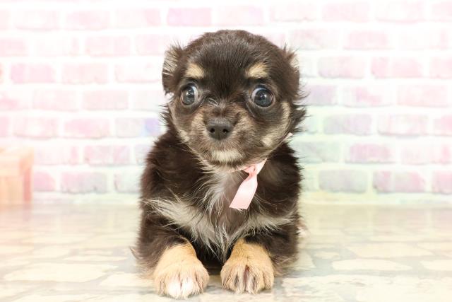 福島県のチワワ(ロング) (Coo&RIKU会津若松店/2025年8月4日生まれ/女の子/ブラックタン)の子犬