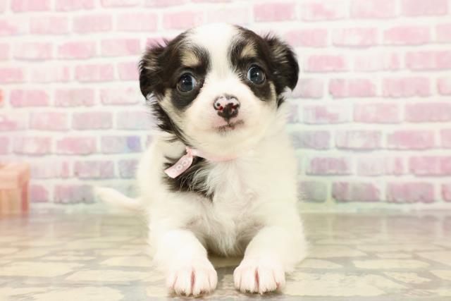 新潟県のチワワ(ロング) (Coo&RIKU長岡店/2025年8月4日生まれ/女の子/ホワイトブラックタン)の子犬の1枚目の画像