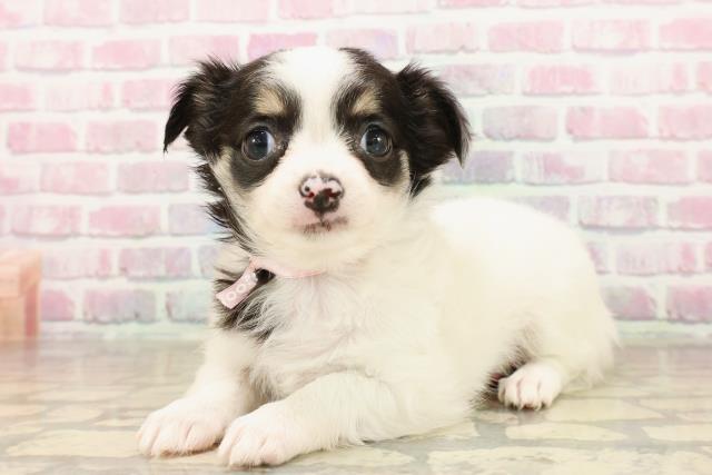 新潟県のチワワ(ロング) (Coo&RIKU長岡店/2025年8月4日生まれ/女の子/ホワイトブラックタン)の子犬の2枚目の画像