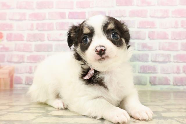 新潟県のチワワ(ロング) (Coo&RIKU長岡店/2025年8月4日生まれ/女の子/ホワイトブラックタン)の子犬の3枚目の画像