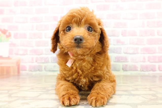 群馬県のトイプードル(トイ) (Coo&RIKU伊勢崎店/2025年8月4日生まれ/女の子/レッド)の子犬の1枚目の画像