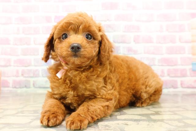 群馬県のトイプードル(トイ) (Coo&RIKU伊勢崎店/2025年8月4日生まれ/女の子/レッド)の子犬の2枚目の画像