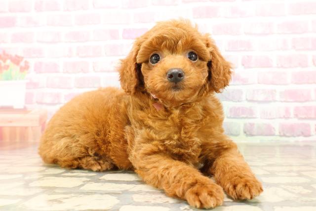 群馬県のトイプードル(トイ) (Coo&RIKU伊勢崎店/2025年8月4日生まれ/女の子/レッド)の子犬の3枚目の画像