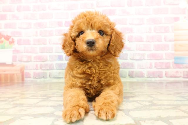 東京都のトイプードル(トイ) (Coo&RIKU新宿三丁目店/2025年8月4日生まれ/女の子/レッド)の子犬