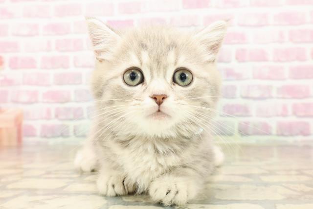 東京都のミヌエット (Coo&RIKU中野サンモール店/2025年7月23日生まれ/男の子/ブルータビー)の子猫の1枚目の画像