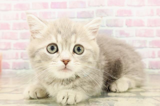東京都のミヌエット (Coo&RIKU中野サンモール店/2025年7月23日生まれ/男の子/ブルータビー)の子猫の2枚目の画像