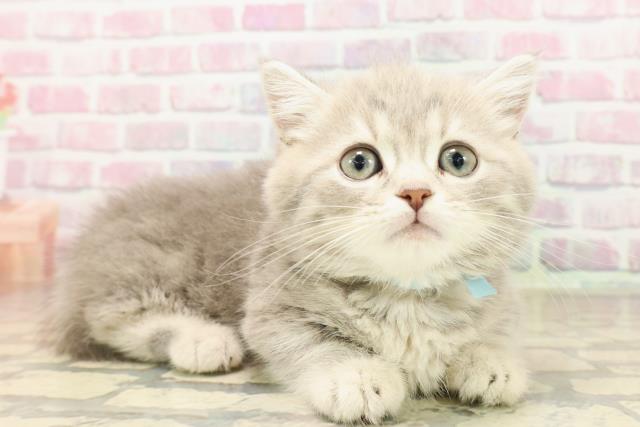 東京都のミヌエット (Coo&RIKU中野サンモール店/2025年7月23日生まれ/男の子/ブルータビー)の子猫の3枚目の画像