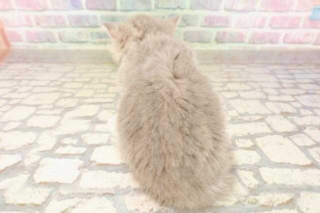 東京都のミヌエット (Coo&RIKU中野サンモール店/2025年7月23日生まれ/男の子/ブルータビー)の子猫の4枚目の画像