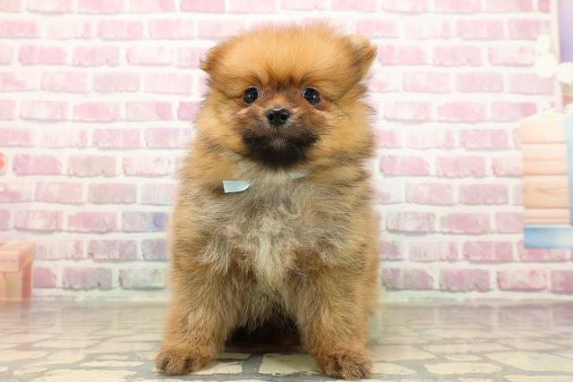 北海道のポメラニアン (Coo&RIKU室蘭店/2025年8月5日生まれ/男の子/オレンジ)の子犬の1枚目の画像