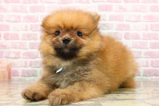 北海道のポメラニアン (Coo&RIKU室蘭店/2025年8月5日生まれ/男の子/オレンジ)の子犬の2枚目の画像