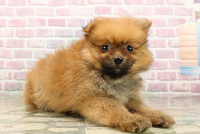 北海道のポメラニアン (Coo&RIKU室蘭店/2025年8月5日生まれ/男の子/オレンジ)の子犬の3枚目の画像