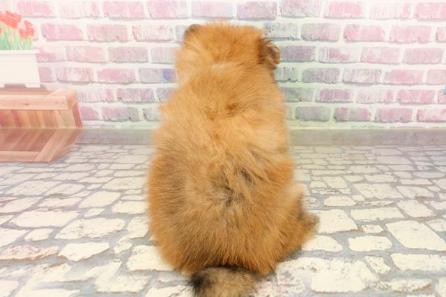 北海道のポメラニアン (Coo&RIKU室蘭店/2025年8月5日生まれ/男の子/オレンジ)の子犬の4枚目の画像