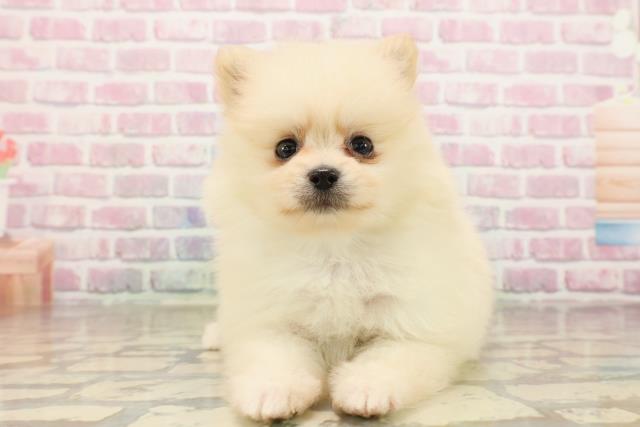 新潟県のポメラニアン (Coo&RIKUイオンモール新発田店/2025年8月5日生まれ/男の子/クリーム)の子犬の1枚目の画像