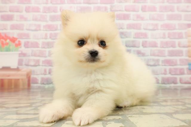 新潟県のポメラニアン (Coo&RIKUイオンモール新発田店/2025年8月5日生まれ/男の子/クリーム)の子犬の2枚目の画像