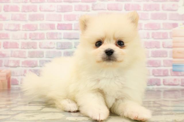 新潟県のポメラニアン (Coo&RIKUイオンモール新発田店/2025年8月5日生まれ/男の子/クリーム)の子犬の3枚目の画像