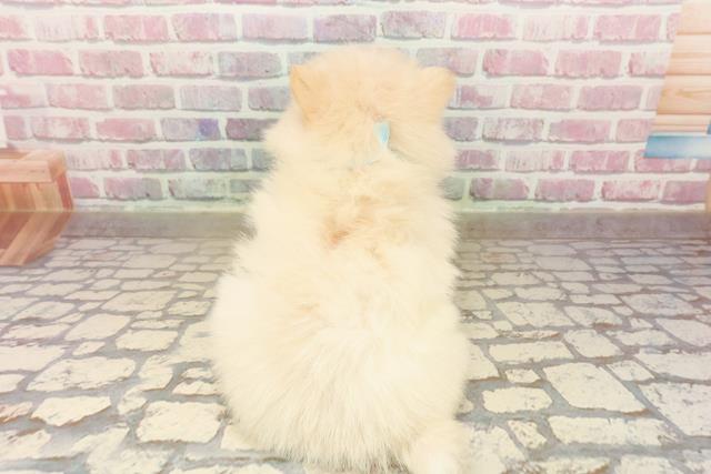 新潟県のポメラニアン (Coo&RIKUイオンモール新発田店/2025年8月5日生まれ/男の子/クリーム)の子犬の4枚目の画像
