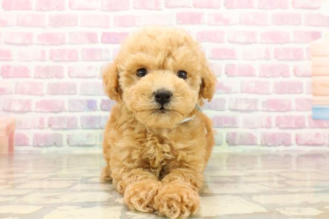 北海道のトイプードル(トイ) (Coo&RIKU旭川店/2025年8月4日生まれ/男の子/アプリコット)の子犬の1枚目の画像