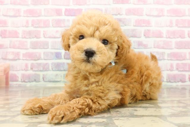 北海道のトイプードル(トイ) (Coo&RIKU旭川店/2025年8月4日生まれ/男の子/アプリコット)の子犬の2枚目の画像