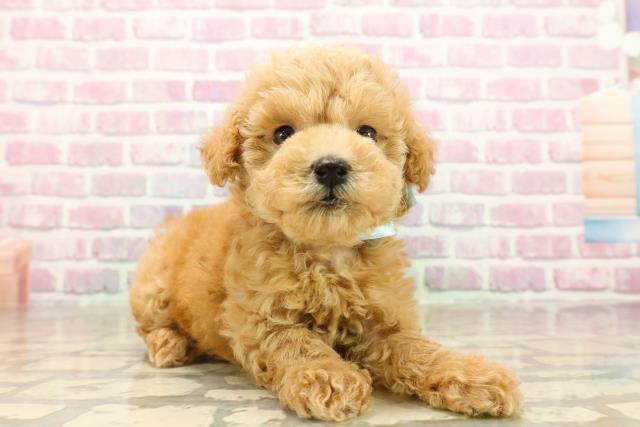 北海道のトイプードル(トイ) (Coo&RIKU旭川店/2025年8月4日生まれ/男の子/アプリコット)の子犬の3枚目の画像