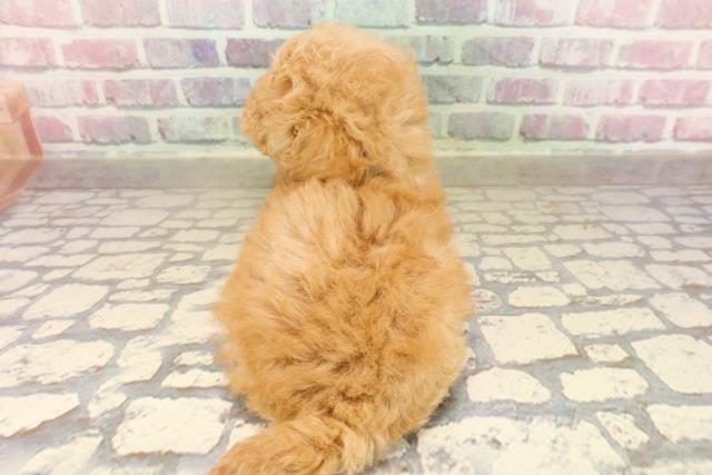 北海道のトイプードル(トイ) (Coo&RIKU旭川店/2025年8月4日生まれ/男の子/アプリコット)の子犬の4枚目の画像