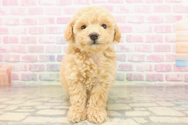 東京都のトイプードル(トイ) (Coo&RIKU秋葉原店/2025年8月4日生まれ/女の子/アプリコット)の子犬の1枚目の画像