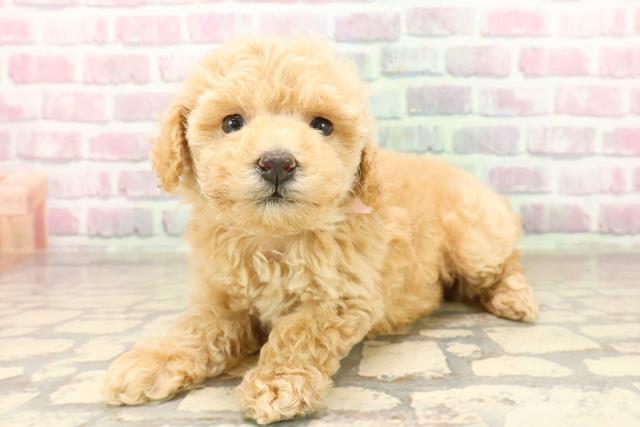 東京都のトイプードル(トイ) (Coo&RIKU秋葉原店/2025年8月4日生まれ/女の子/アプリコット)の子犬の2枚目の画像