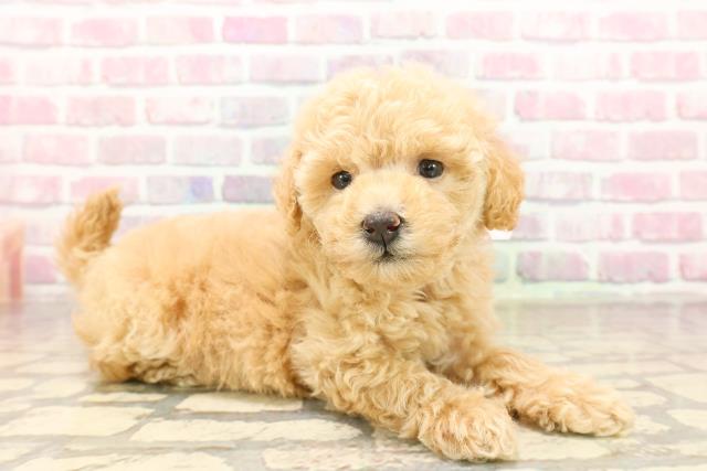 東京都のトイプードル(トイ) (Coo&RIKU秋葉原店/2025年8月4日生まれ/女の子/アプリコット)の子犬の3枚目の画像