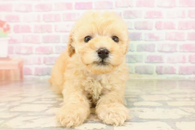 千葉県のトイプードル(トイ) (Coo&RIKU木更津店/2025年8月4日生まれ/女の子/アプリコット)の子犬の1枚目の画像