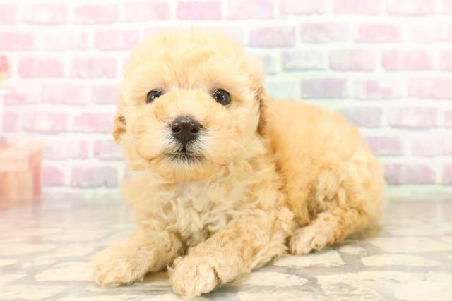 千葉県のトイプードル(トイ) (Coo&RIKU木更津店/2025年8月4日生まれ/女の子/アプリコット)の子犬の2枚目の画像