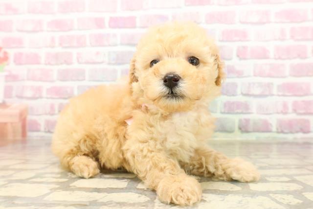 千葉県のトイプードル(トイ) (Coo&RIKU木更津店/2025年8月4日生まれ/女の子/アプリコット)の子犬の3枚目の画像
