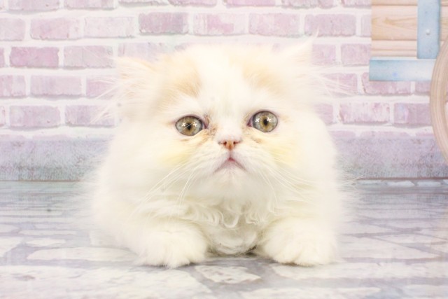 エキゾチック