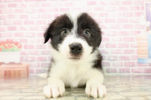 北海道のボーダーコリー (Coo&RIKU札幌東店/2025年8月1日生まれ/男の子/ブラックホワイト)の子犬