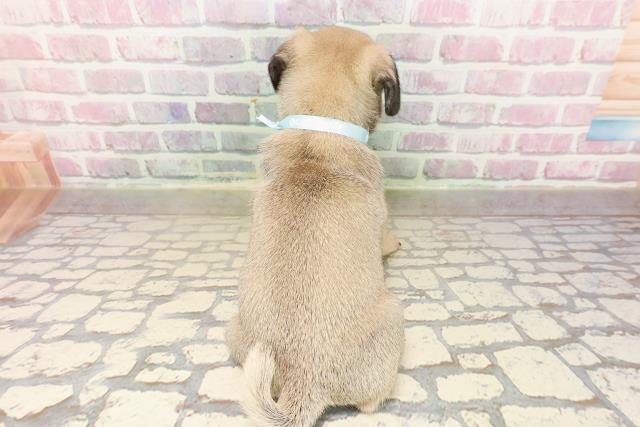 岩手県のパグ (Coo&RIKU岩手盛岡店/2025年7月27日生まれ/男の子/フォーン)の子犬の4枚目の画像