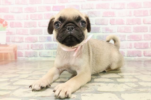 宮城県のパグ (Coo&RIKU仙台太白店/2025年7月27日生まれ/女の子/フォーン)の子犬の2枚目の画像