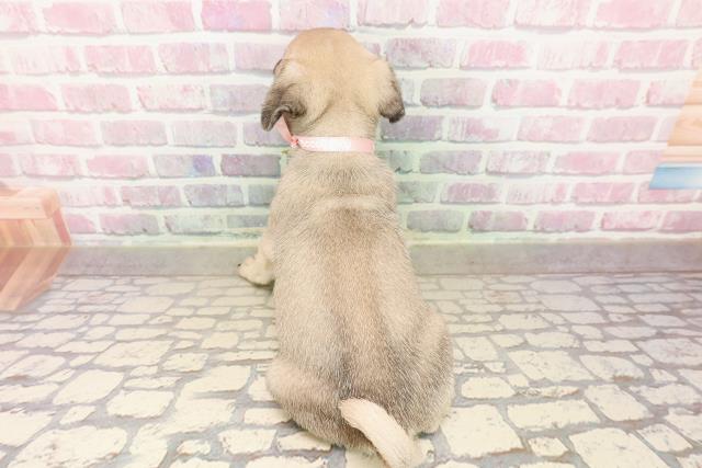宮城県のパグ (Coo&RIKU仙台太白店/2025年7月27日生まれ/女の子/フォーン)の子犬の4枚目の画像