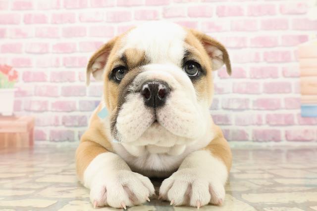 栃木県のブルドッグ (Coo&RIKUFKDインターパーク店/2025年8月4日生まれ/男の子/レッドホワイト)の子犬の1枚目の画像