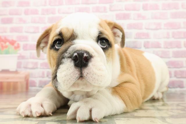 栃木県のブルドッグ (Coo&RIKUFKDインターパーク店/2025年8月4日生まれ/男の子/レッドホワイト)の子犬の2枚目の画像