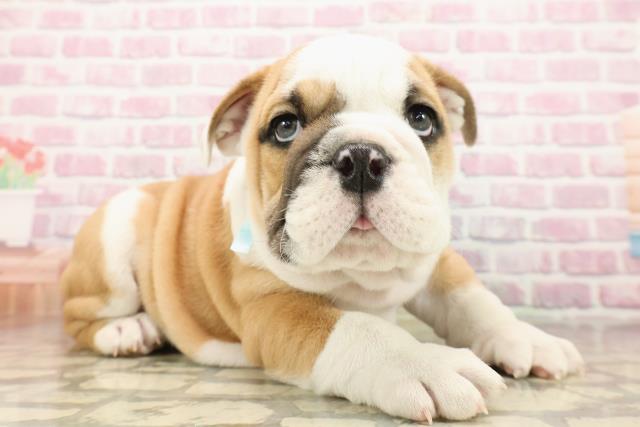 栃木県のブルドッグ (Coo&RIKUFKDインターパーク店/2025年8月4日生まれ/男の子/レッドホワイト)の子犬の3枚目の画像