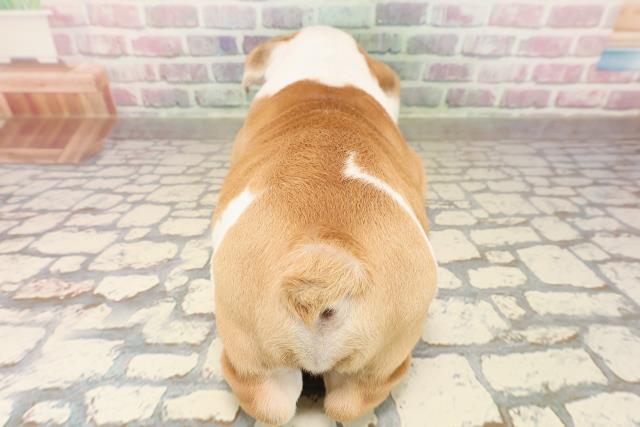 栃木県のブルドッグ (Coo&RIKUFKDインターパーク店/2025年8月4日生まれ/男の子/レッドホワイト)の子犬の4枚目の画像