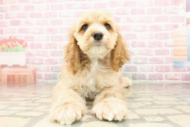 北海道のアメリカンコッカースパニエル (Coo&RIKU札幌東店/2025年7月30日生まれ/男の子/バフ)の子犬