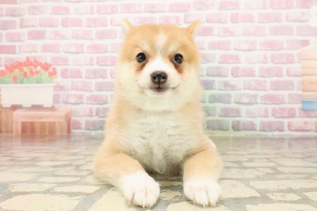 北海道のポメ柴/豆ポメ/ポメ豆柴(ポメラニアン×柴犬) (Coo&RIKU札幌東店/2025年7月30日生まれ/女の子/赤)の子犬
